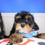 Salinger Cavapoo 02