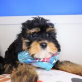 Salinger Cavapoo 04