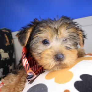 Sam Yorkshire Terrier 01