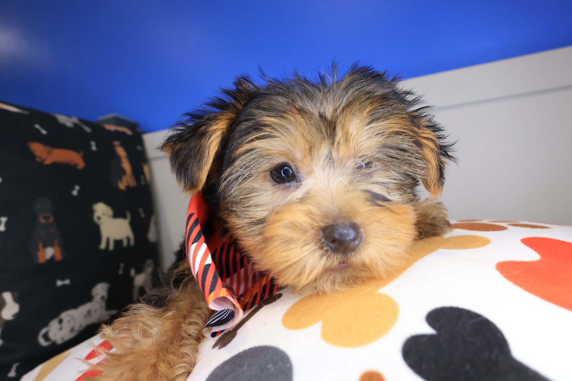 Sam Yorkshire Terrier 01