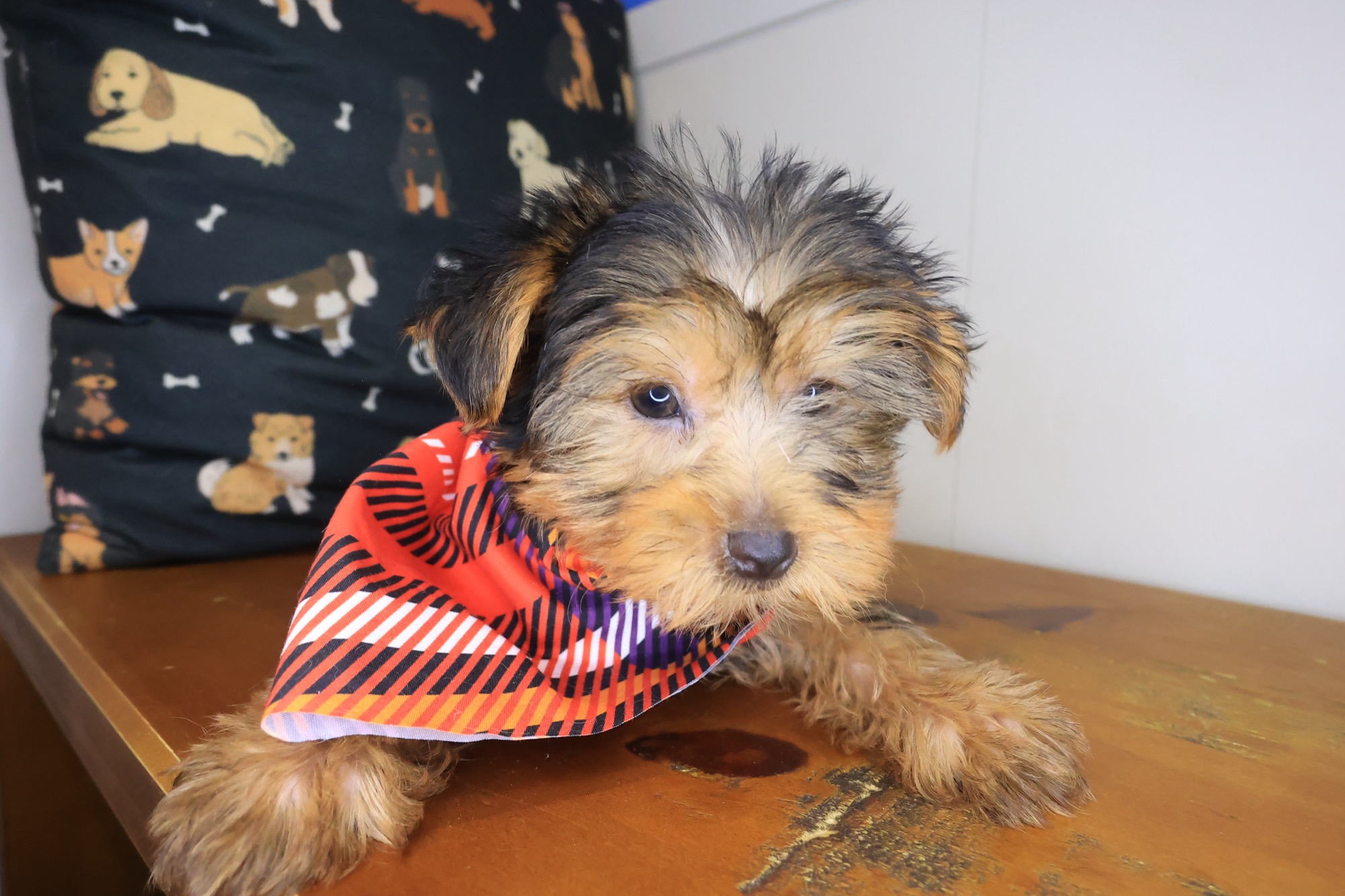 Sam Yorkshire Terrier 02