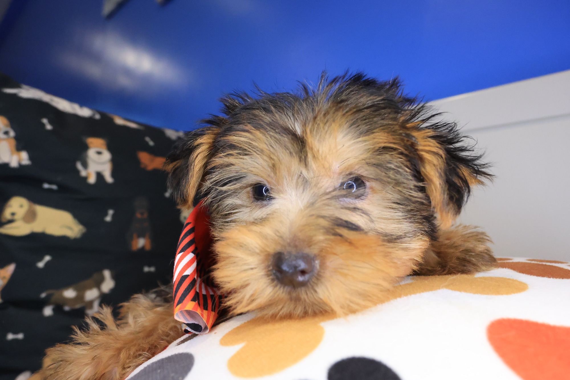 Sam Yorkshire Terrier 03