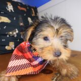 Sam Yorkshire Terrier 04
