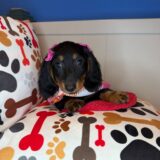 Sierra Dachshund 01