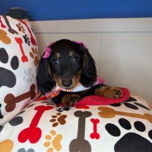 Sierra Dachshund 01