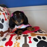 Sierra Dachshund 02