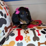 Sierra Dachshund 03