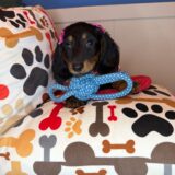 Sierra Dachshund 04