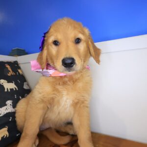 Snickers Golden Retriever 01