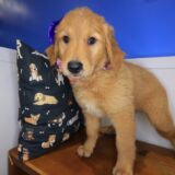 Snickers Golden Retriever 03