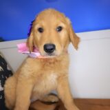 Snickers Golden Retriever 04
