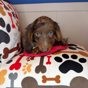 Stash Dachshund 01