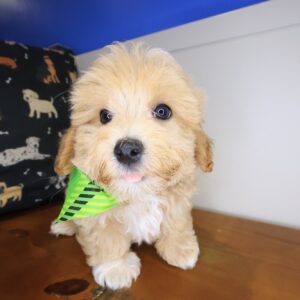 Taka Maltipoo 01 Taka Maltipoo 01