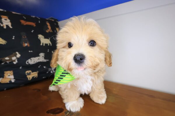 Taka Maltipoo 01