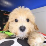 Taka Maltipoo 02