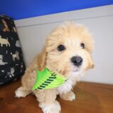 Taka Maltipoo 03