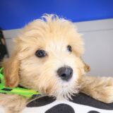 Taka Maltipoo 04