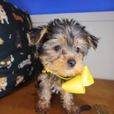 Tina Yorkshire Terrier 02
