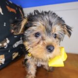 Tina Yorkshire Terrier 03