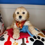 Toby Shihpoo 01