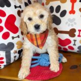 Toby Shihpoo 02