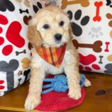 Toby Shihpoo 03