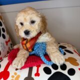 Toby Shihpoo 04