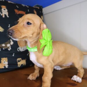 Tracy Dachshund 01 Tracy Dachshund 01