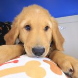 Tuscany Golden Retriever 01