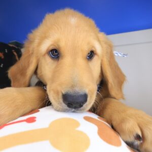 Tuscany Golden Retriever 01 Tuscany Golden Retriever 01