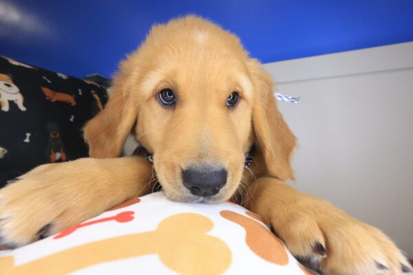 Tuscany Golden Retriever 01
