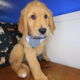 Tuscany Golden Retriever 02