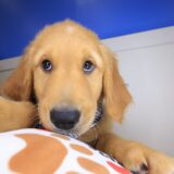 Tuscany Golden Retriever 03