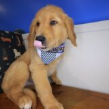 Tuscany Golden Retriever 04