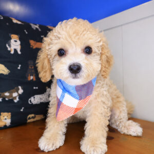 Wyatt Bichapoo 01 Wyatt Bichapoo 01