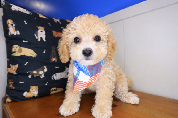 Wyatt Bichapoo 01