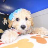 Wyatt Bichapoo 02
