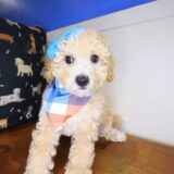 Wyatt Bichapoo 03