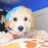 Wyatt Bichapoo 04