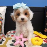 Zoey Cavapoo 01