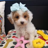 Zoey Cavapoo 02