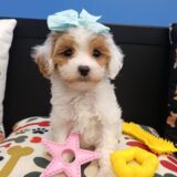 Zoey Cavapoo 03