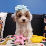 Zoey Cavapoo 04
